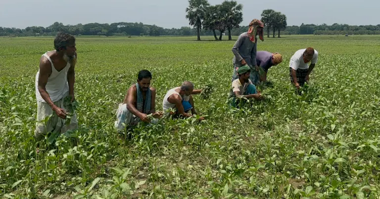 শিলাবৃষ্টিতে পাটচাষীদের ক্ষতি